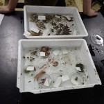 20250305仔稚魚学実習4