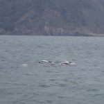 20140325カマイルカ1