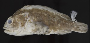 Holotype_Sebastes_nudus