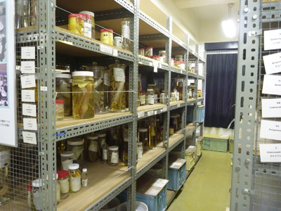 image for Kyoto University, Maizuru Fisheries Research Station, FAKU Fish Collection